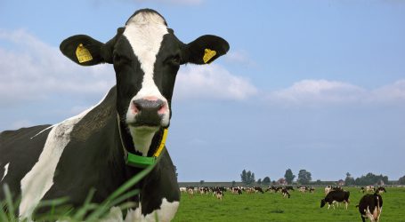 Auch Neuseeland macht Umweltauflagen