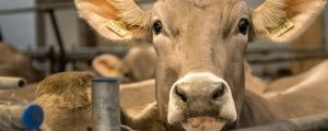 LK-NÖ drängt auf Ausnahmen bei Bioweide