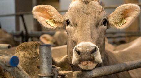 LK-NÖ drängt auf Ausnahmen bei Bioweide