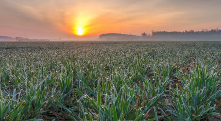 Fotosynthese doch steigerbar?