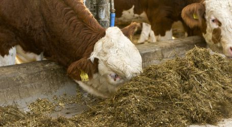 Unklare Todesursache bei verendeten Virgener Rindern