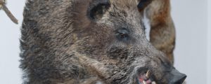 Schweinepest ruft EU-Agrarminister auf den Plan