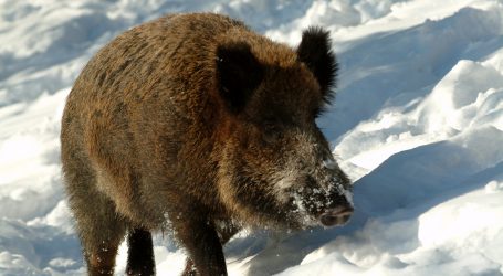 Schweinepest weiterhin virulent