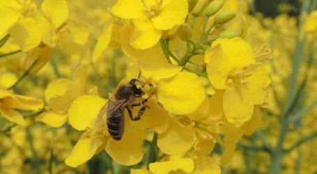 Verschärfungen bei Notfallszulassungen