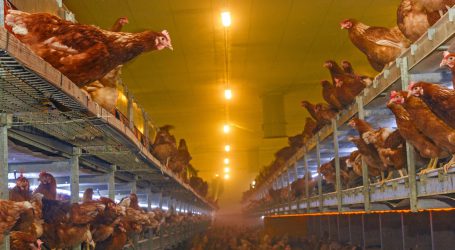 Holland reagiert auf Vogelgrippe in Deutschland