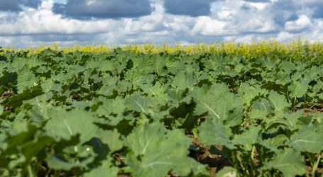 Kasachstan weitet Ölfruchtanbau aus