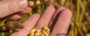 Bioboom trieb Sojaernte hoch