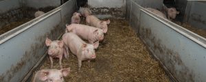 Agrareinkommen profitierten von Schweinpest