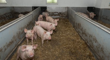 Agrareinkommen profitierten von Schweinpest