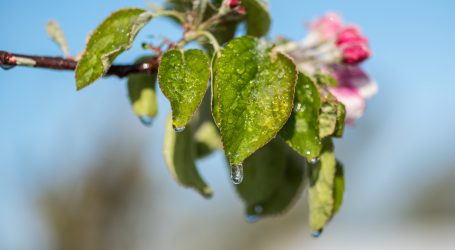 Steirische Obstbauern in Existenzängsten