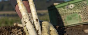 Arbeitskräfte für Lebensmittelwirtschaft finden