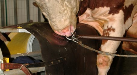 FIH-Fleckvieh auf dem richtigen Weg