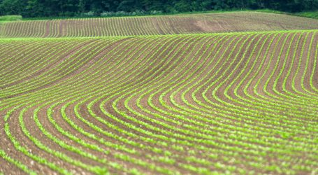 Mehr Zuckerrübenfläche  in Oberösterreich