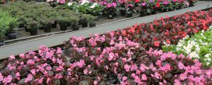 Hol bald heimische Blumen