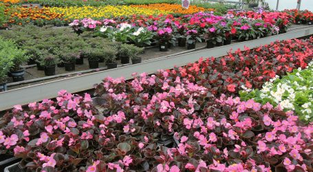 Hol bald heimische Blumen