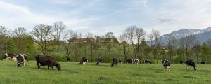 Kasseler Gruppe lobbyiert für Grasmilch