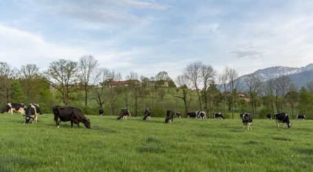 Kasseler Gruppe lobbyiert für Grasmilch