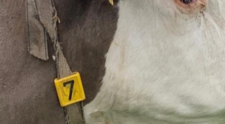 Kuhgewerkschaft fordert Kurzarbeit