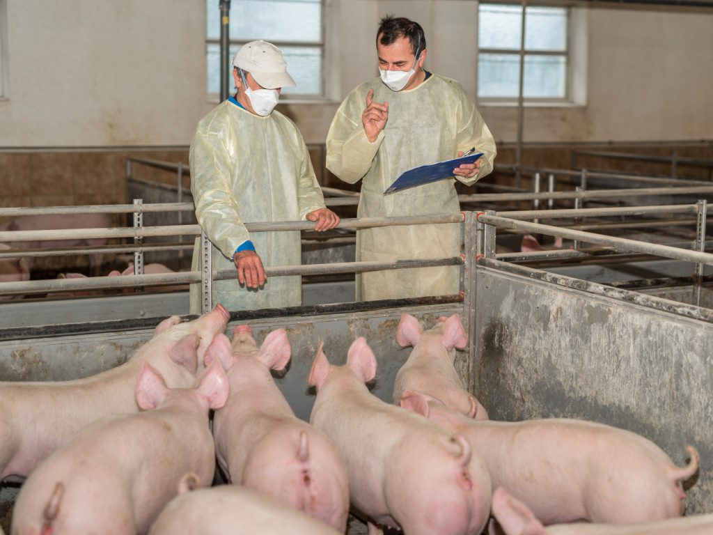 Veterinär im Schweinestall