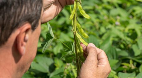 Non-GM-Soja als GVO-Soja verschleudert