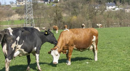 Grüne Voglauer fordert Reform der Lieferrücknahme