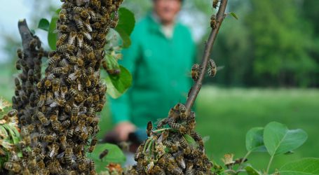 Bienenweiden anbieten und finden