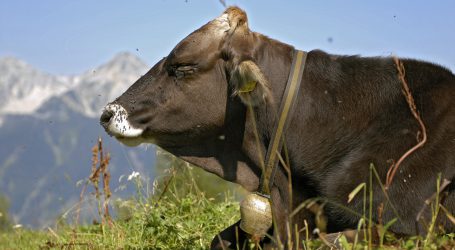 UBV wähnt Almbauern ohne Schutz