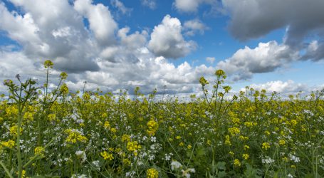 Eurogreens fehlte ausführliche GAP-Debatte