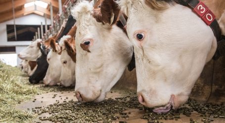 Köstinger favorisiert Lieferverzicht