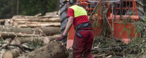 Holzpreis bleibt am Boden