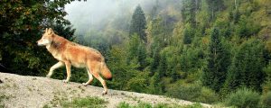 Wolf im Zillertal dokumentiert