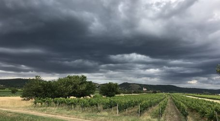 Anfang September pannonische Weinlese