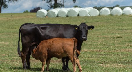 Idiotische Herausforderung auf TikTok