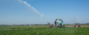 8000 ha Rüben dem Käfer geopfert