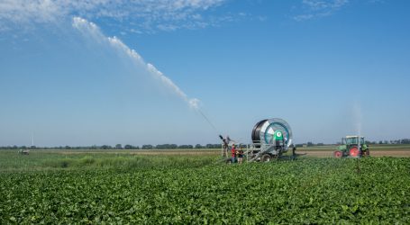 8000 ha Rüben dem Käfer geopfert