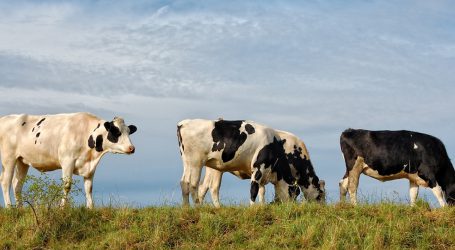 Im Einklang mit der Umwelt – Landwirte als Vorbild
