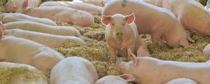 Schweinepreise trotzen Tönnies-GAU