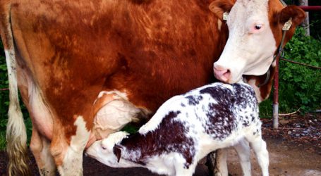 Ein Kalb braucht Milch, Milch, Milch