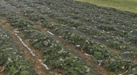 Hagelschäden bei zwei Millionen Euro