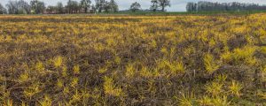 Bayer befreit sich vergleichsweise
