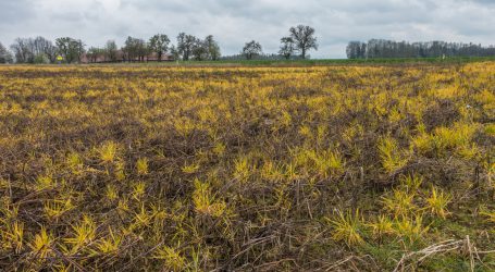 Bayer befreit sich vergleichsweise