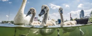 Teilnahmestart für Neptun Wasserpreis