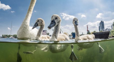 Teilnahmestart für Neptun Wasserpreis
