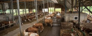 Vielfältiger Druck auf heimische Milchbauern