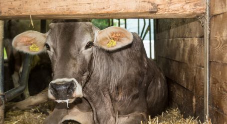 Gute Nachrichten vom Milchmarkt