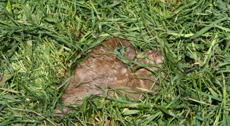 Webseminar schult in Wildrettung