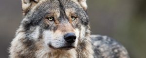 DBV: Immer mehr Wolfsrisse