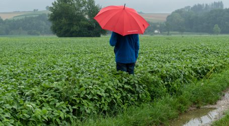 Neue Idee für Regenwaldschutz