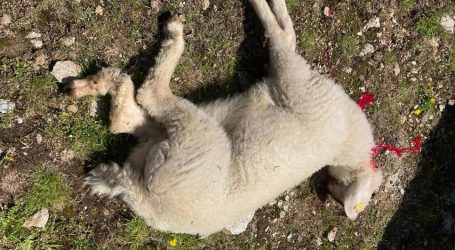 Bauern treiben Schafe von der Alm ab