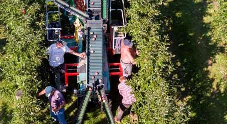 Schweizer Apfelernte früher als üblich